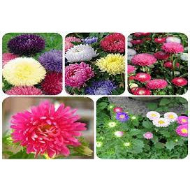 HẠT GIỐNG HOA CÚC ĐÀ LẠT nhiều màu (200 hạt)