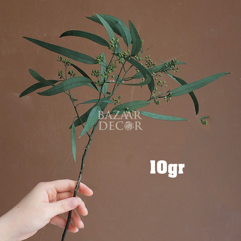 Cành lá bạch đàn sấy khô nguyên cành 60cm màu xanh | Hoa khô Eucalyptus