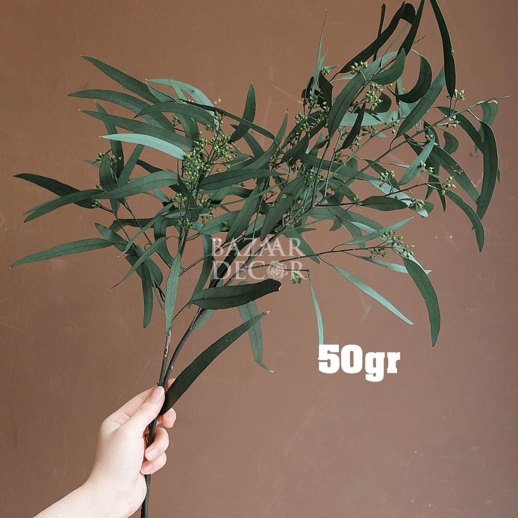 Cành lá bạch đàn sấy khô nguyên cành 60cm màu xanh | Hoa khô Eucalyptus