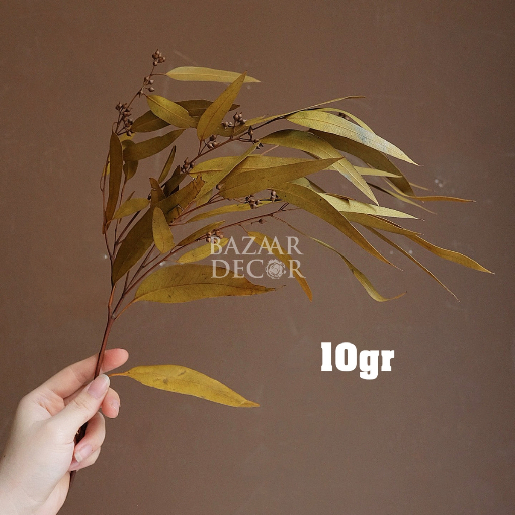Cành lá bạch đàn sấy khô nguyên cành 60cm màu xanh | Hoa khô Eucalyptus