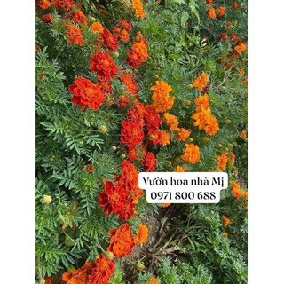 HOA VẠN THỌ PHÁP  25k/600 hạt -  Hạt Giống Hoa Giá Rẻ