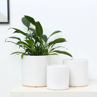 Chậu gốm sứ trồng cây cao cấp size lớn