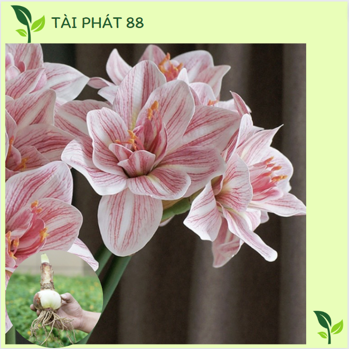 CỦ HOA LAN HUỆ TÂY CÁNH KÉP SIÊU TO