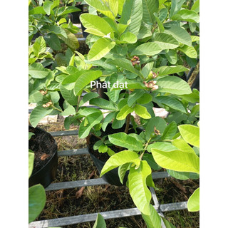Ổi nữ hoàng đang trái