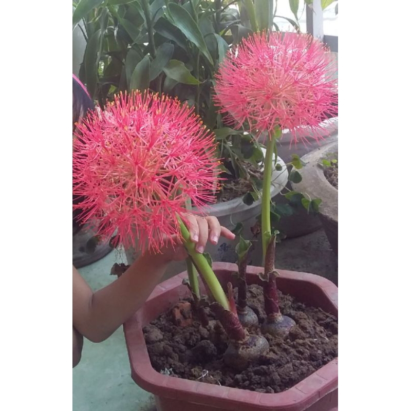 củ hồng tú cầu
