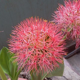 củ hồng tú cầu