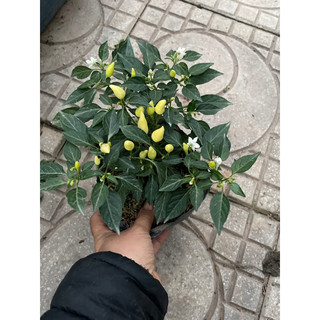 Hạt -cây ớt chỉ thiên đang có quả và hoa