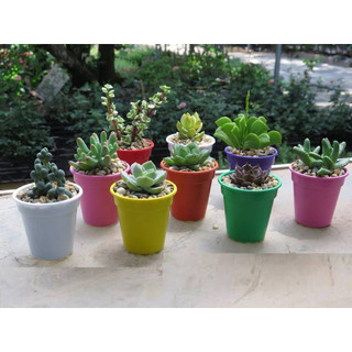 (8*8cm) Chậu nhựa mini trồng cây TD8, trồng, - Sen Đá - Xương Rồng - Hoa nhỏ - Kiểu hình xô