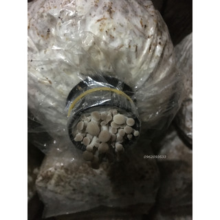 Bịch phôi nấm sò chịu nhiệt