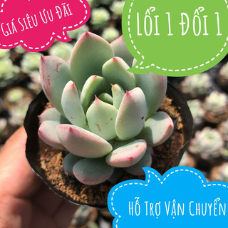 🔆 sen đá móng phụng cute
