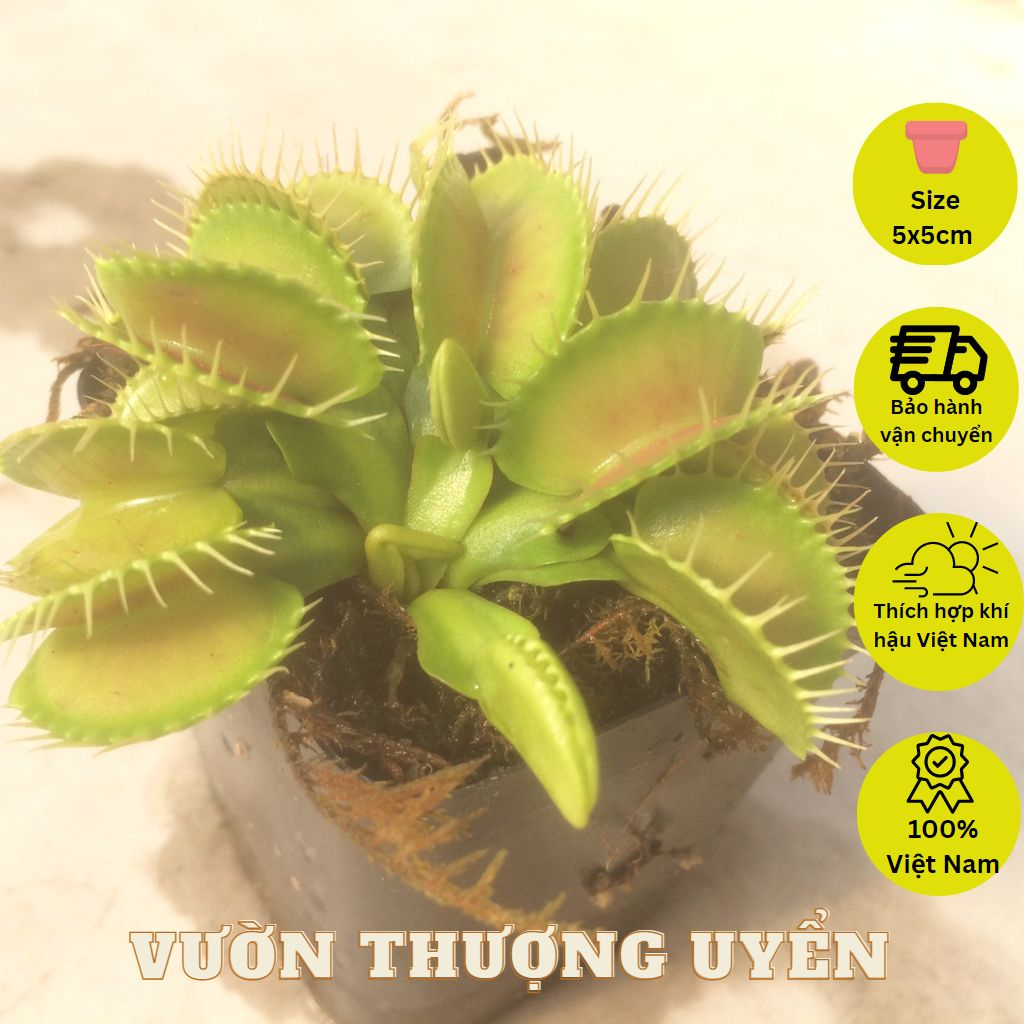 Bẫy kẹp B52, cây bắt mồi, ăn thịt, bắt ruồi, Venus Flytrap