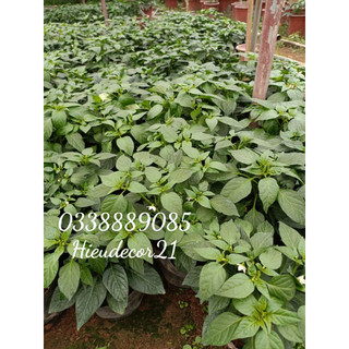 Cây ớt cảnh, ớt chỉ thiên