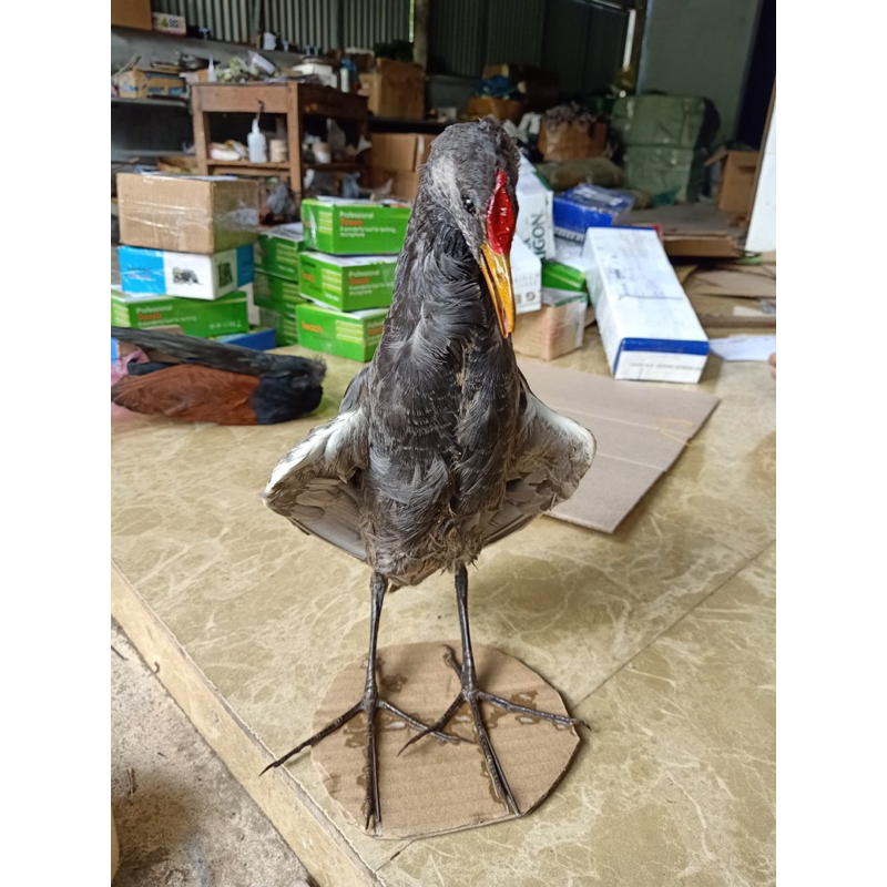 gà đồng nhồi keo