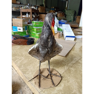 Gà đồng nhồi keo