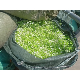 Cỏ điểm hoa bi 100g đã bỏ cọng và nguyên cọng
