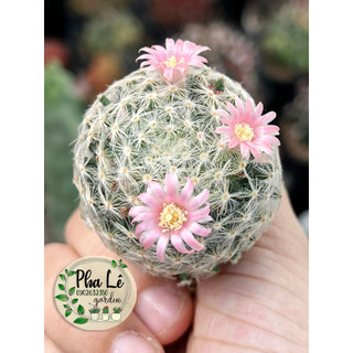 xương rồng mami ấm áp dễ thương