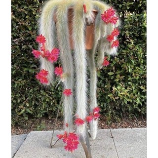 Xương rồng đuôi khỉ Cleistocactus colademononis - 1M2 OF VIBES