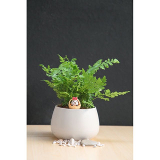 Dương xỉ lá cứng