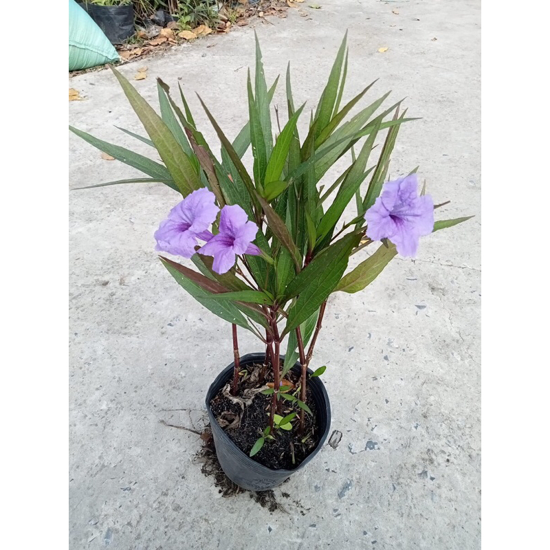 Bầu cây chiều tím