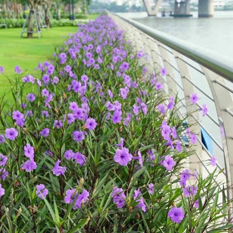 Bầu cây chiều tím