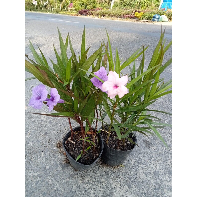 Bầu cây chiều tím