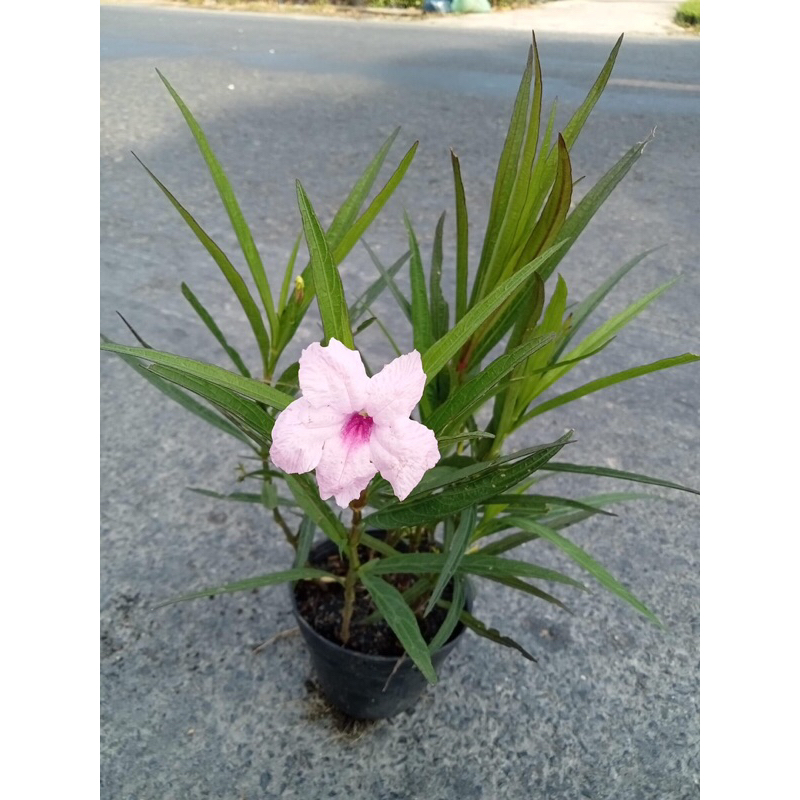 Bầu cây chiều tím