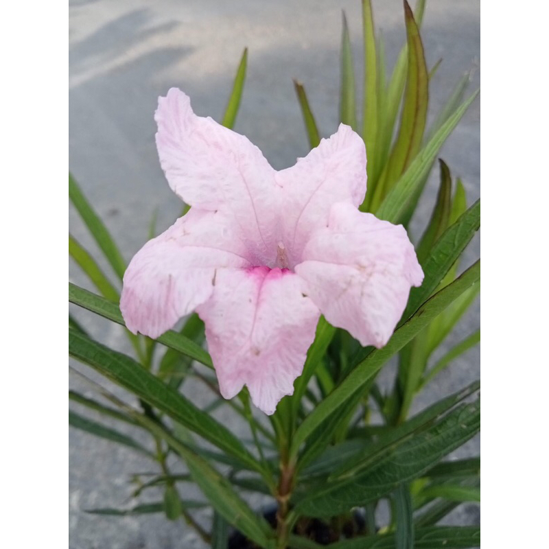 Bầu cây chiều tím