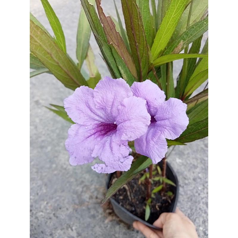 Bầu cây chiều tím