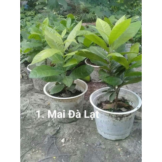 Cây mai xanh thái (ảnh thật số 2) cao 1m