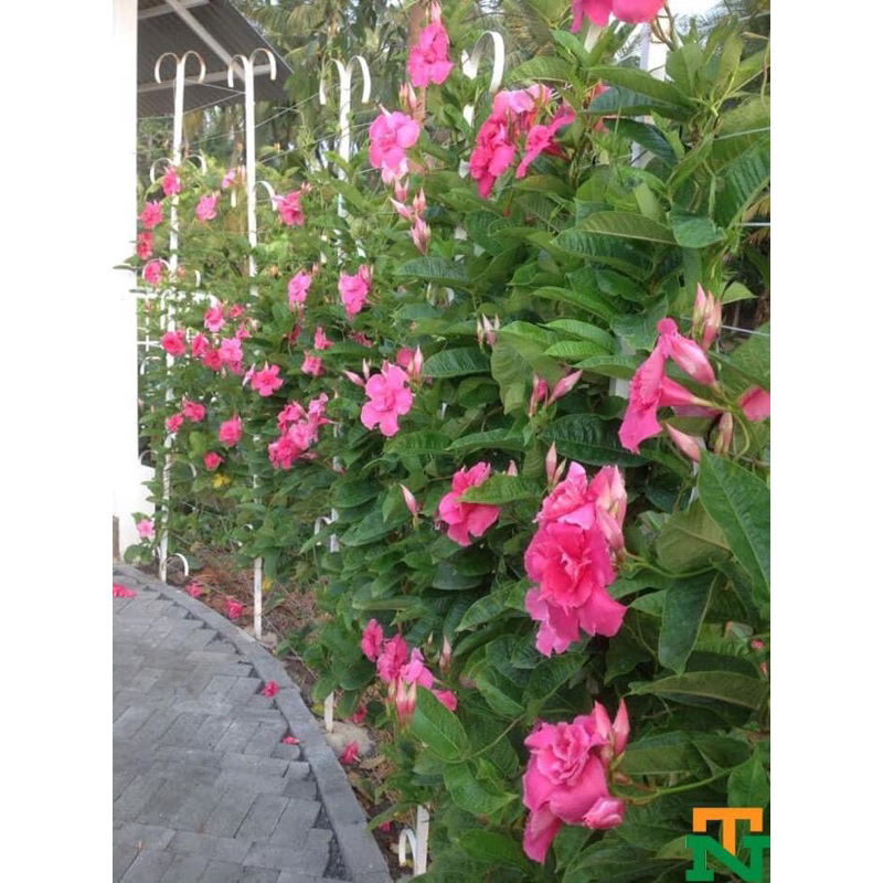 Cây hoa Hồng anh cánh kép leo