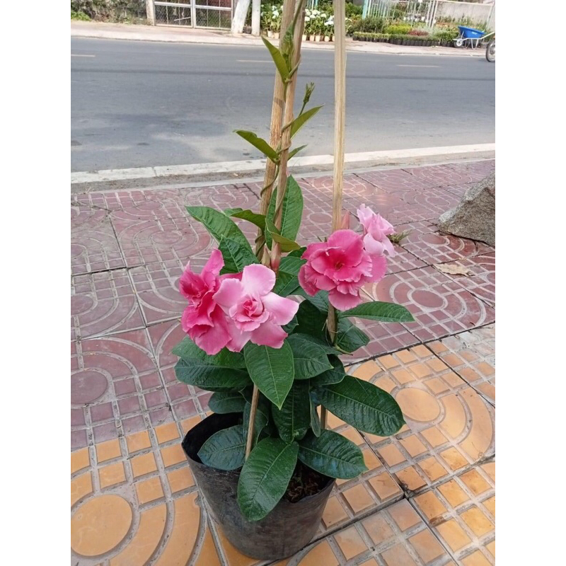 Cây hoa Hồng anh cánh kép leo