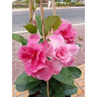 Cây hoa Hồng anh cánh kép leo