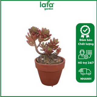 Senda Dalat - Sen đá đồng giá 15k kèm chậu đất nung