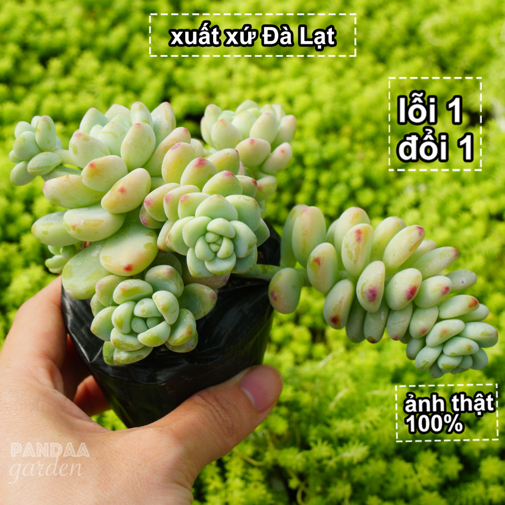Sen Đá Sỏi Thiên Thanh Thơm Gốc Thụ 5 - 8cm Cây To Khoẻ Dễ Chăm, Sen Đá Vườn PANDAA GARDEN Thuần Khí Hậu, Lỗi 1 Đổi 1