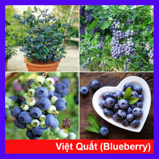Cây Việt Quất tứ quý (Blueberry) cây trưởng thành đang có quả cao 40-60cm , ra trái 4 mùa quanh năm