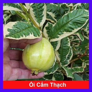 Cây Ổi Cẩm Thạch - cây cảnh sân vườn cho quả 4 mùa quanh năm
