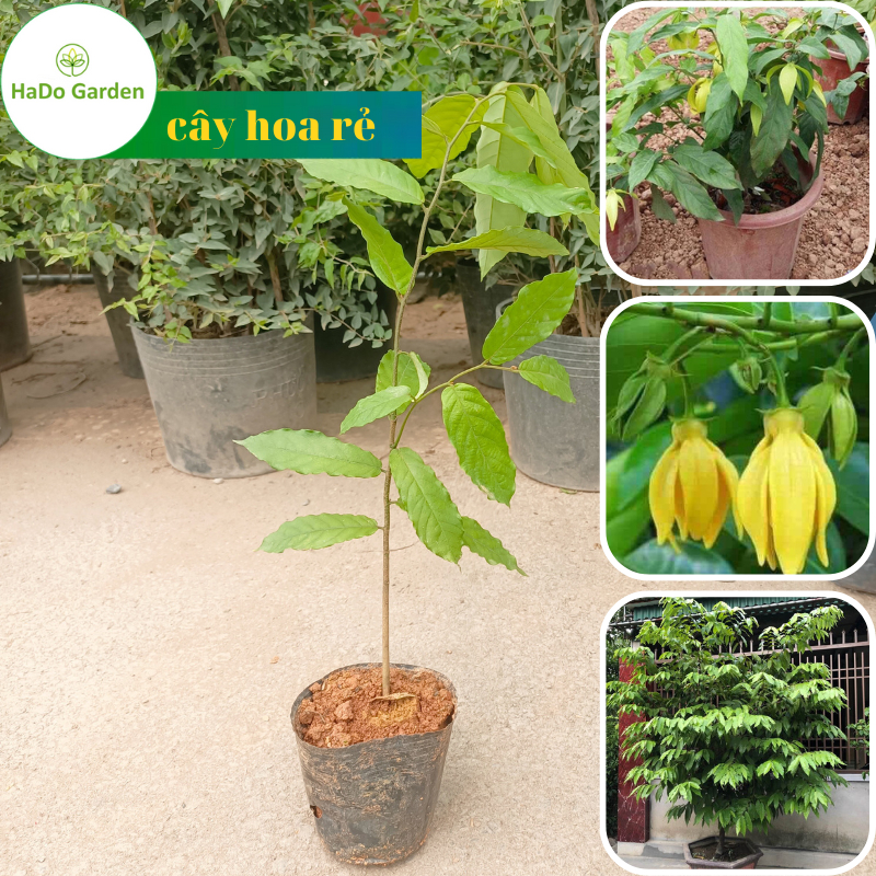 Hoa dẻ rừng giống hoa vàng hương thơm mát dịu,cây cao từ 30-45 cm.cây phù hợp trồng sân vườn