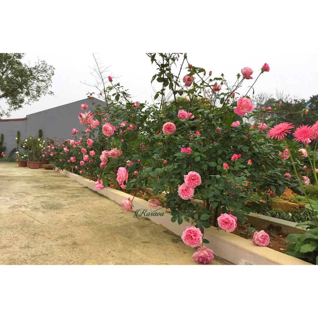3 bầu Bầu cây hoa hồng cổ sapa chuẩn đẹp sai hoa vô cùng