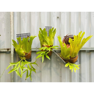 Cây ổ rồng, ghép gỗ có móc treo