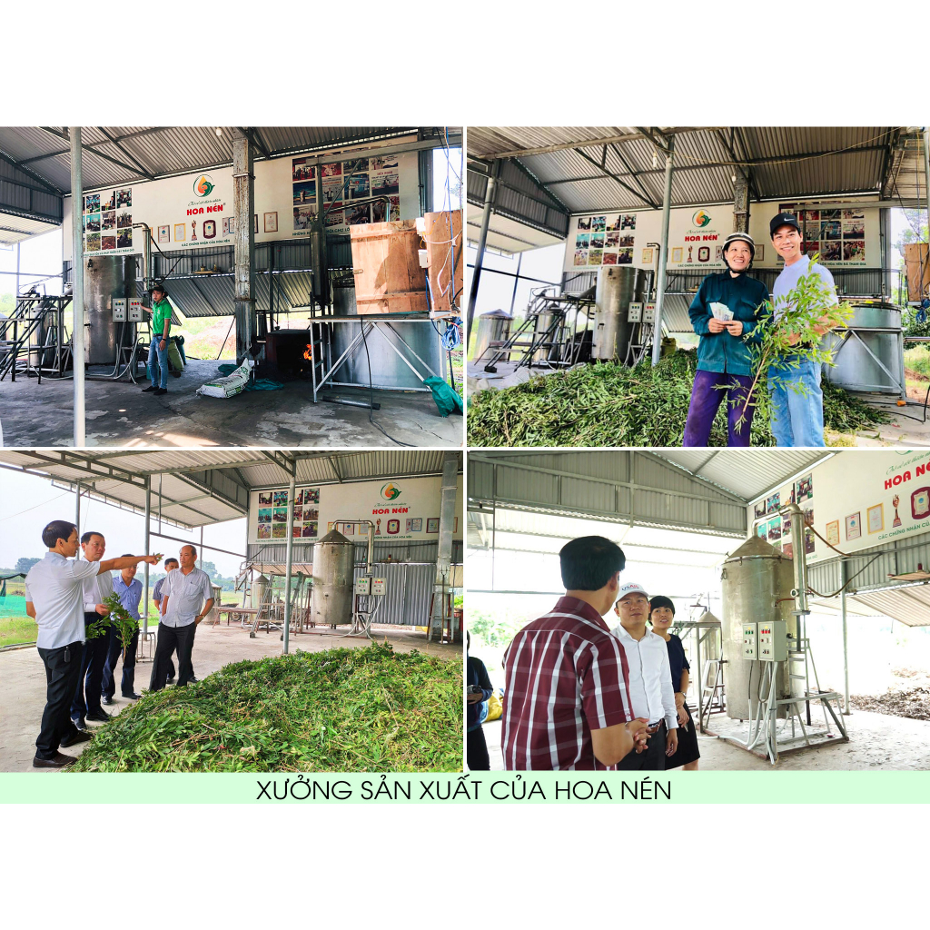 Tinh dầu Tràm Huế nguyên chất Hoa Nén - Chuẩn VietGAP - 30ml