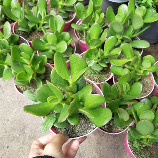 Cây ngọc bích MIX CHẬU để bàn