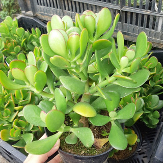 Cây ngọc bích MIX CHẬU để bàn