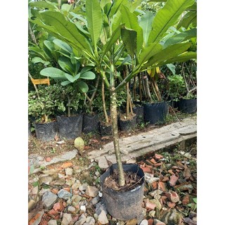 cây sứ đại vàng hoa rất thơm