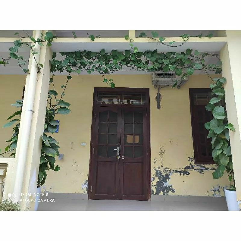 1 nhánh dây trầu bà