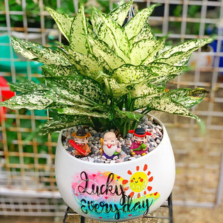 Cây NGỌC NGÂN để bàn