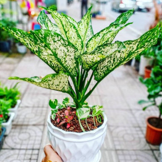 Cây NGỌC NGÂN để bàn