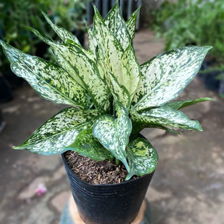 Cây NGỌC NGÂN để bàn
