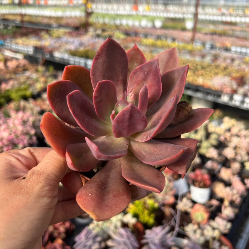 cây sen đá Hạc Cánh Tím echeveria Josephine size trung bình 7-8cm, cây cảnh trang trí nhà cửa THUANPHAT GARDEN