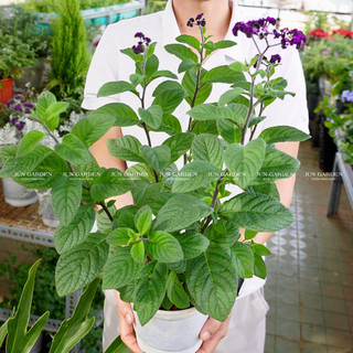 Cây Vani Hoa Tím cây khoẻ JUN GARDEN