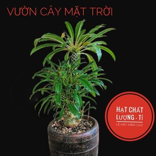 Hạt giống cây Mặt Trời lá dài Clone 2